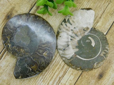 AMMONITE ROCK STONE LAPIDARY SPECIMEN