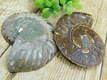 AMMONITE ROCK STONE LAPIDARY SPECIMEN