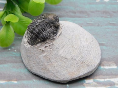 TRILOBITE FOSSIL ROCK STONE LAPIDARY SPECIMEN
