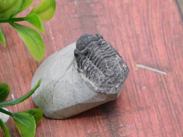 TRILOBITE FOSSIL ROCK STONE LAPIDARY SPECIMEN