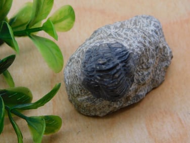 TRILOBITE FOSSIL ROCK STONE LAPIDARY SPECIMEN