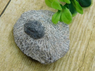 TRILOBITE FOSSIL ROCK STONE LAPIDARY SPECIMEN