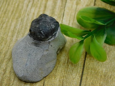 TRILOBITE FOSSIL ROCK STONE LAPIDARY SPECIMEN