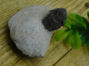 TRILOBITE FOSSIL ROCK STONE LAPIDARY SPECIMEN