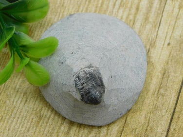 TRILOBITE FOSSIL ROCK STONE LAPIDARY SPECIMEN