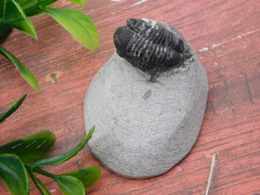 TRILOBITE FOSSIL IN MATRIX ROCK STONE LAPIDARY SPECIMEN