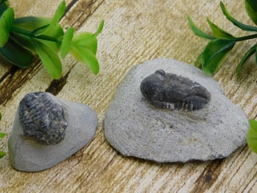 TRILOBITE FOSSILS IN MATRIX ROCK STONE LAPIDARY SPECIMEN