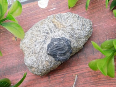 TRILOBITE FOSSIL IN MATRIX ROCK STONE LAPIDARY SPECIMEN