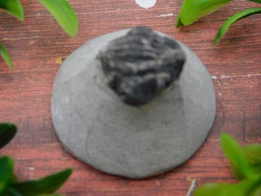 TRILOBITE FOSSIL IN MATRIX ROCK STONE LAPIDARY SPECIMEN
