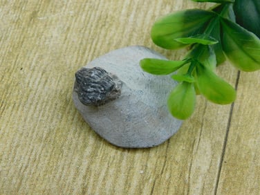 TRILOBITE FOSSIL IN MATRIX ROCK STONE LAPIDARY SPECIMEN