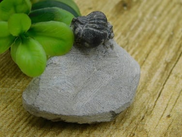 TRILOBITE FOSSIL IN MATRIX ROCK STONE LAPIDARY SPECIMEN