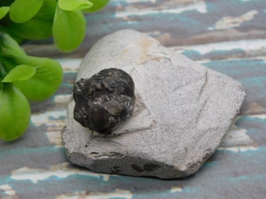 TRILOBITE FOSSIL ROCK STONE LAPIDARY SPECIMEN