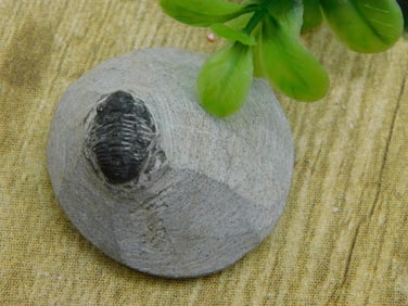TRILOBITE FOSSIL IN MATRIX ROCK STONE LAPIDARY SPECIMEN
