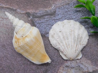 SEA SHELL LOT ROCK STONE LAPIDARY SPECIMEN