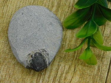 TRILOBITE FOSSIL IN MATRIX ROCK STONE LAPIDARY SPECIMEN