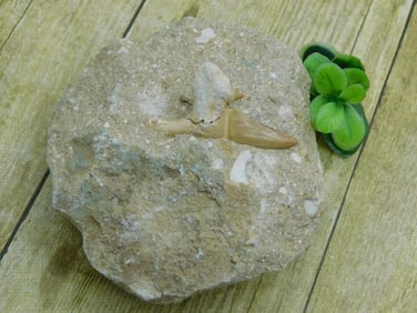 SHARK TOOTH IN MATRIX ROCK STONE LAPIDARY SPECIMEN