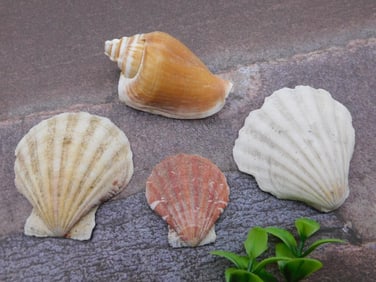 SEA SHELLS ROCK STONE LAPIDARY SPECIMEN