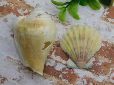 SEA SHELLS ROCK STONE LAPIDARY SPECIMEN