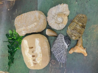 MIXED FOSSIL LOT ROCK STONE LAPIDARY SPECIMEN