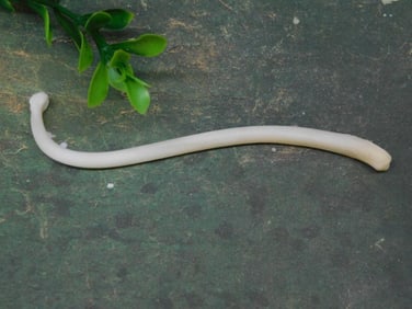 RACCOON BACULUM PENIS BONE ROCK STONE LAPIDARY SPECIMEN