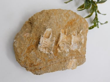 ENCHODUS FOSSIL ROCK STONE LAPIDARY SPECIMEN