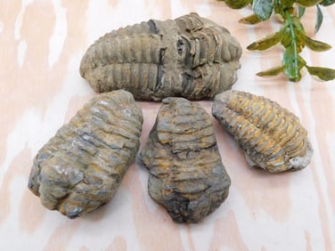 TRILOBITE FOSSILS ROCK STONE LAPIDARY SPECIMEN