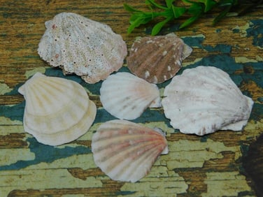 SCALLOP SHELLS