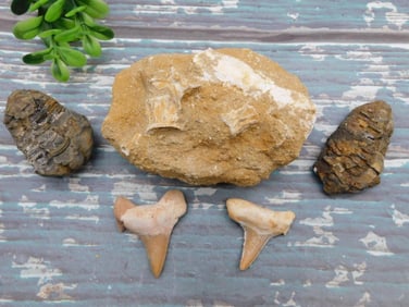 MIXED FOSSIL ROCK STONE LAPIDARY SPECIMEN