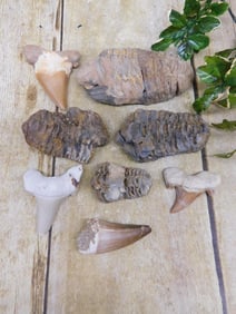 MIXED FOSSIL LOT ROCK STONE LAPIDARY SPECIMEN