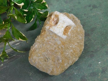 ENCHODUS FOSSIL ROCK STONE LAPIDARY SPECIMEN