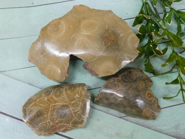 PETOSKEY FOSSILIZED CORAL ROCK STONE LAPIDARY SPECIMEN