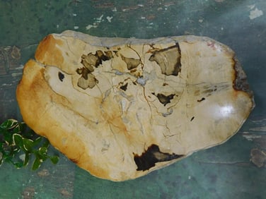 PETRIFIED WOOD SLAB ROCK STONE LAPIDARY SPECIMEN