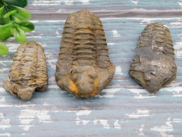 TRILOBITES ROCK STONE LAPIDARY SPECIMEN