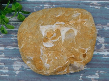 FOSSIL IN MATRIX ROCK STONE LAPIDARY SPECIMEN