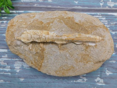 FOSSIL IN MATRIX ROCK STONE LAPIDARY SPECIMEN