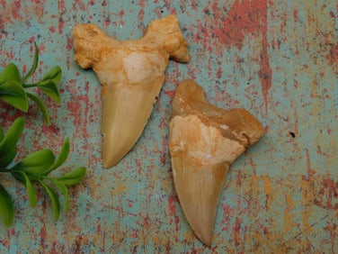 SHARK TEETH ROCK STONE LAPIDARY SPECIMEN