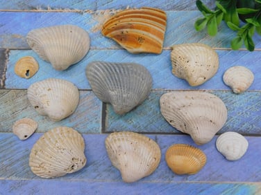 SEA SHELLS