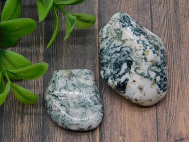 TREE AGATE ROCK STONE LAPIDARY SPECIMEN