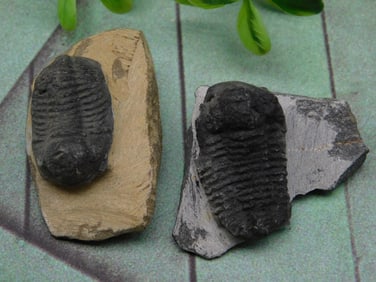 TRILOBITES ROCK STONE LAPIDARY SPECIMEN