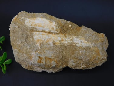 FOSSIL IN MATRIX ROCK STONE LAPIDARY SPECIMEN