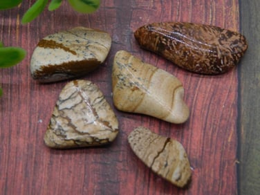 PICTURE JASPER ROCK STONE LAPIDARY SPECIMEN