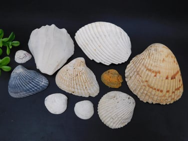 SEA SHELLS