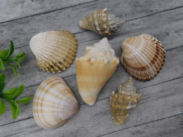 SEA SHELLS