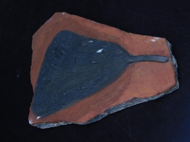 CRINOID SCYPHOCRINUS FOSSIL ROCK STONE LAPIDARY SPECIMEN