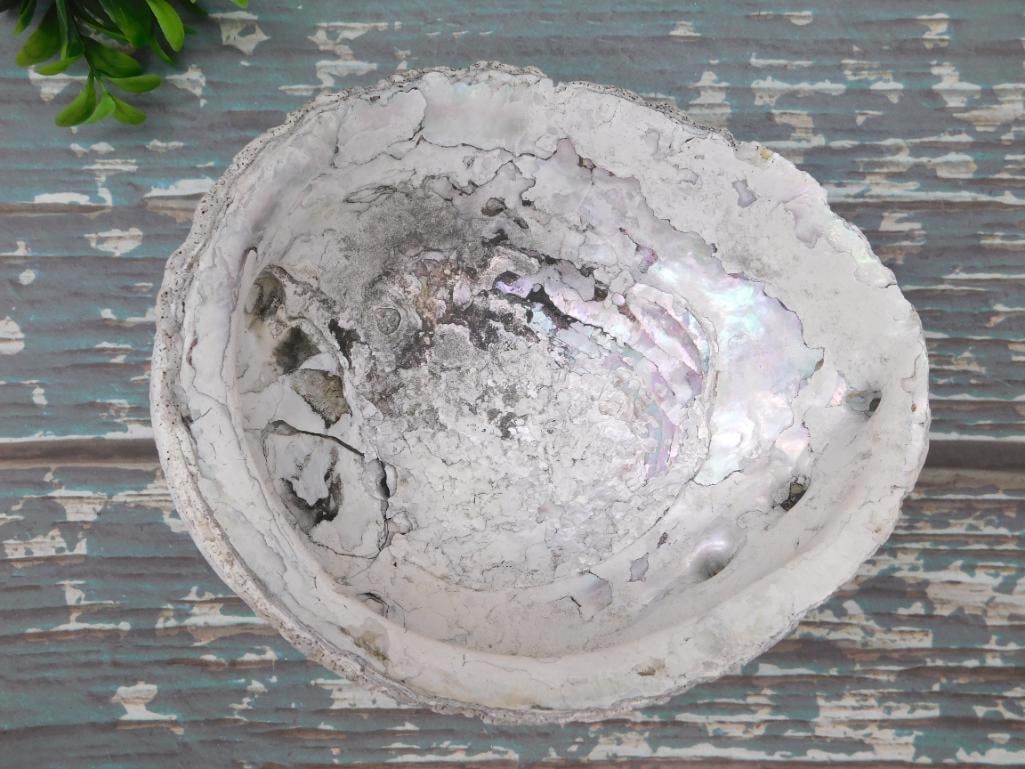 ABALONE SHELL: ABALONE SHELL