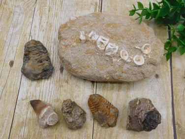 MIXED FOSSIL LOT ROCK STONE LAPIDARY SPECIMEN