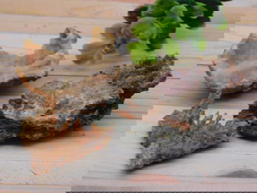 FOSSILIZED CORAL ROCK STONE LAPIDARY SPECIMEN