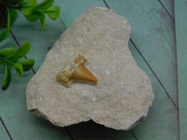SHARK TOOTH IN MATRIX ROCK STONE LAPIDARY SPECIMEN