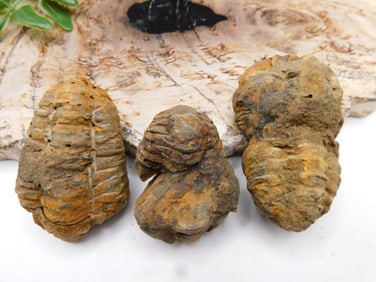 JEWELRY SALE! ROCK STONE LAPIDARY SPECIMEN