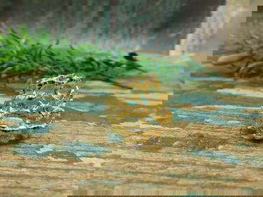 JEWELRY SALE! ROCK STONE LAPIDARY SPECIMEN